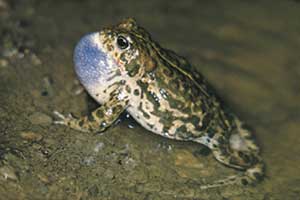 Frosch